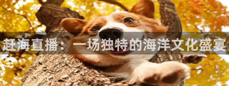 说球帝官网入口